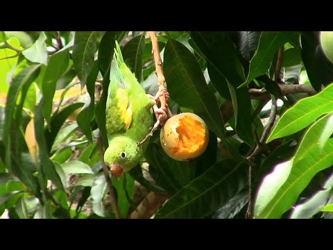 Video: Flora Dan Fauna Luar Biasa Ecuador 