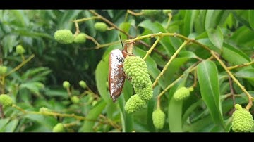 Vải Thiều Lục Ngạn Sau Cơn Mưa Vàng 4 Số 9999 l Núi Đồi Lục Ngạn