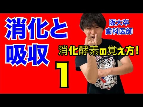 超わかりやすい！消化と吸収①(消化の仕組み、消化酵素) 【解剖生理学14】