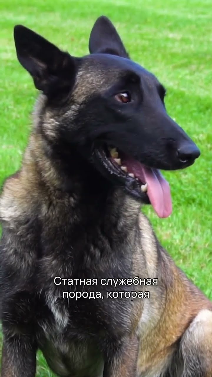 неспортивные собаки