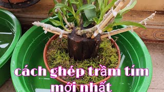 Cách ghép lan trầm tím chuẩn nhất, cách trồng lan trầm tím | phong lan rừng phúc vân