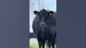 #methaneemissions from #cattle | #farmers focus on #production and #energy loss