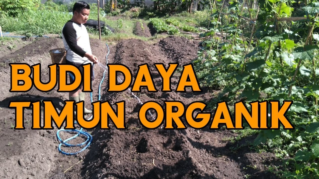 BUDIDAYA TIMUN ORGANIK SEDERHANA 