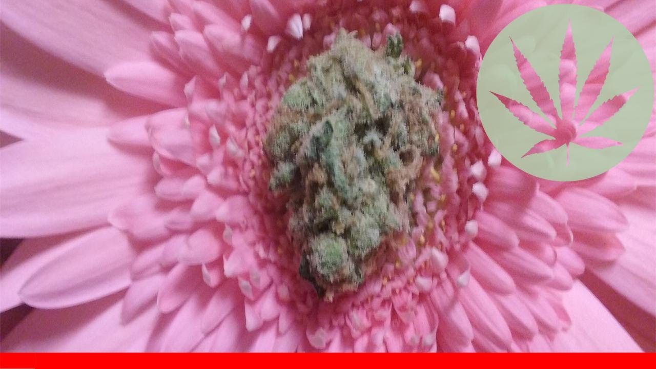 Pluto Kush - All About This Strain