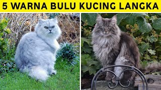 5 Warna Bulu Kucing yang Langka Di Dunia, Sangat Anggun dan Menawan untuk Dimiliki! by Kucing Meong 561 views 10 months ago 4 minutes, 2 seconds