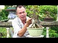Thắng Giò Bonsai Chia Sẻ  LÀm Cây Bám Đá Nhanh Nhất Thế Giới
