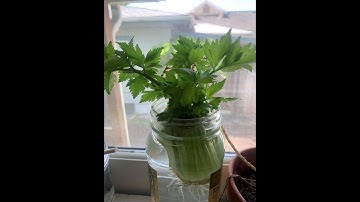 Celery Science Experiment