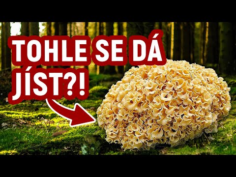 Video: Jedlá houba, která vypadá jako houba