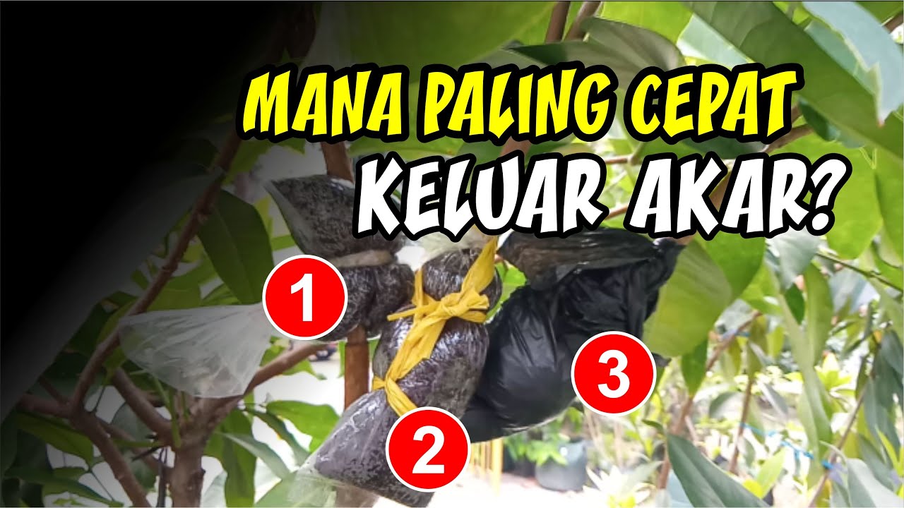 Cangkok Paling Cepat Keluar Akar - Perbandingan 3 Cara