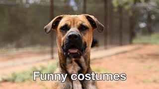 Happy Valentines Day from The Love Dogtor Tip #7 - Funny Costumes
