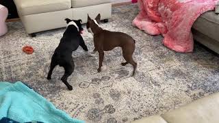 Two Boston Terriers Showing Problem Solving teamwork To Get Their Toy And They Lose It Again