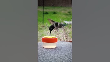 Hummingbird caught up CLOSE on camera!!! Go watch my longer videos please #shorts #youtube #youtubes