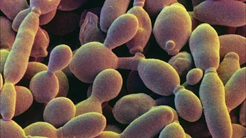 Is it healthy to eat yeast?