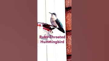 Ruby-Throated Hummingbird-Female , Music: RainMusician: @iksonmusic, #hummingbird #birds #nature
