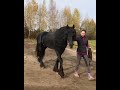 The Most Beautiful Friesian Stallion