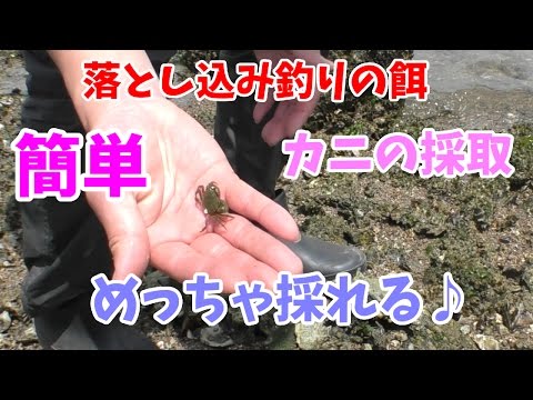 カニを採取してきたよ 落とし込み ヘチ釣りの蟹餌 Youtube