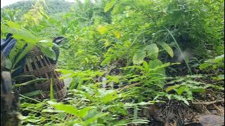 tiếng chim đa đa mồi chuẩn hay nhất dùng để bẫy loa kích bổi gáy đấu