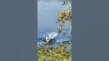 Câu cá diếc tự nhiên, dây trục săn 3 trong 1 dây, phao, lưỡi câu sẵn #1 #fishing #shorts