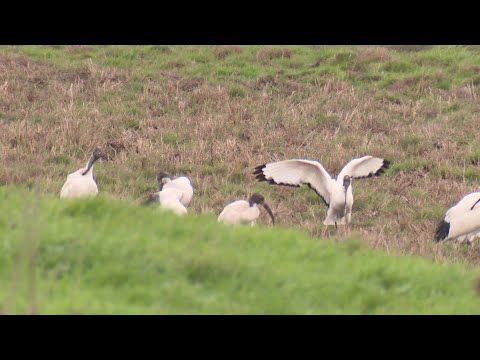 Biodiversité : Les ibis, sacrés envahisseurs !
