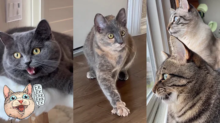 ekekekkekkek compilation - Cats Chattering and Chirping (Weekly Roundup: July 5-11, 2023)