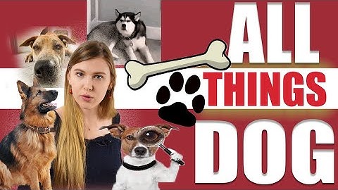 ULTIMATE GUIDE TO DOG | LYING BUTT PIMPLE, INSULTS and CATS| IRREGULAR LATVIAN PETS