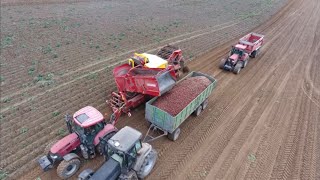 TIMELAPSE Zbiór Ziemniaków 2021 Case IH Magnum + Grimme SE 150-60 w Akcji.