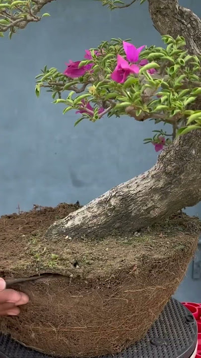 Bougainvillea Bonsai Repotting for Beginners | Part - 1 | Sani Bonsai Zone #bonsaibougainvillea