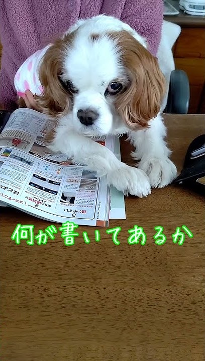 可愛いキャバリアノンちゃん Youtube