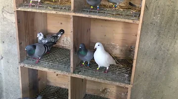 Comment reconnaître un pigeon ?