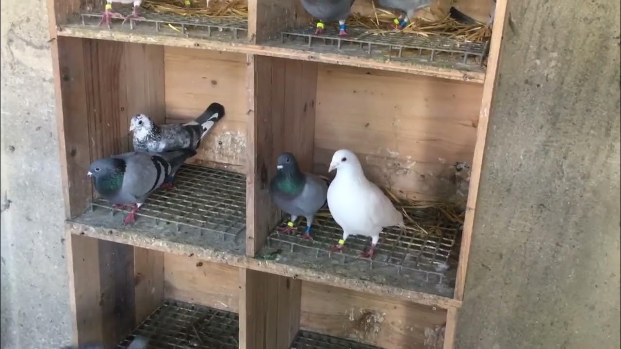 Comment reconnaître un mâle d’une femelle chez les pigeons ? YouTube