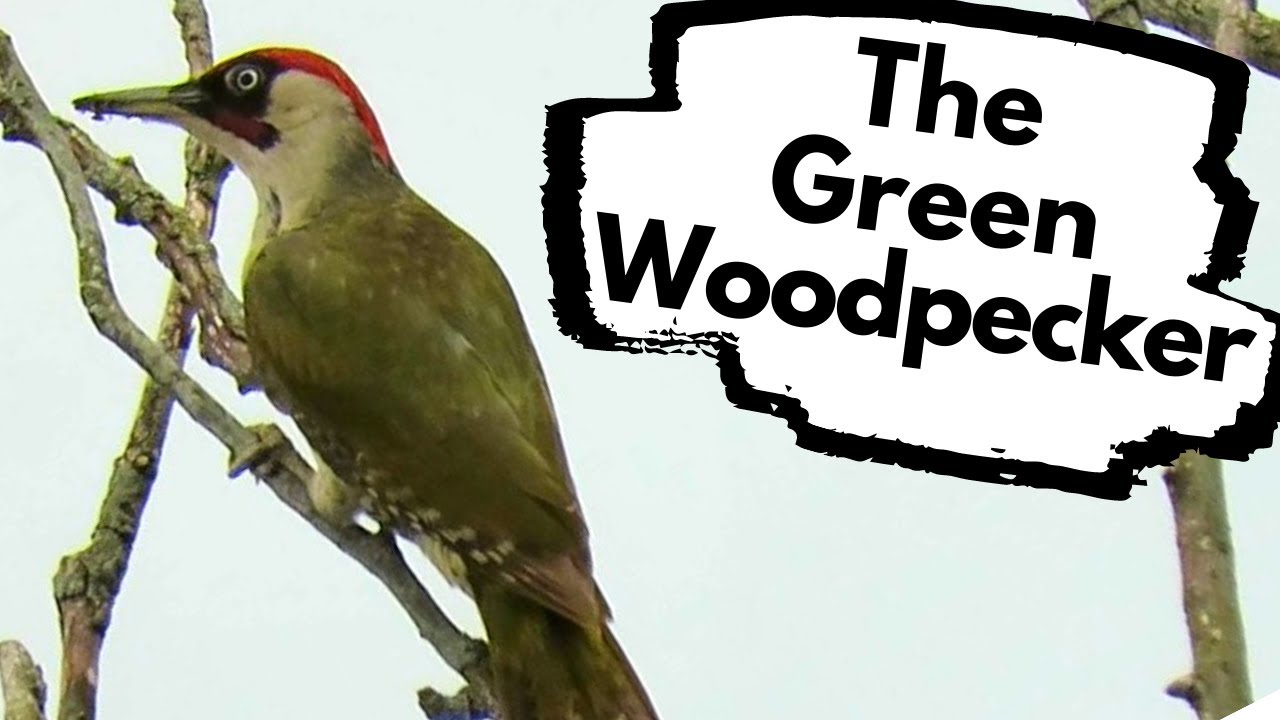 Green Woodpeckers In The Uk - How And Where To Find Them.