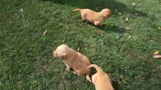 Golden Retriever Puppies For Sale