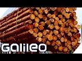 Weg der Billigmöbel | Galileo | ProSieben