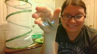 Transferring a Chrysalis to the Habitat Diy Habitat For Your Caterpillar Chrysalis