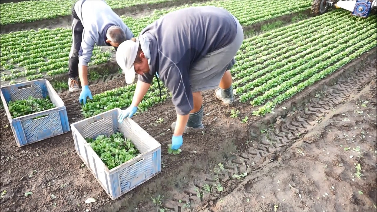 Feldsalatschneider Fahrzeug
