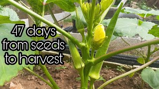 Paano Magtanim ng OKRA / Ladies Finger,, how to grow okra