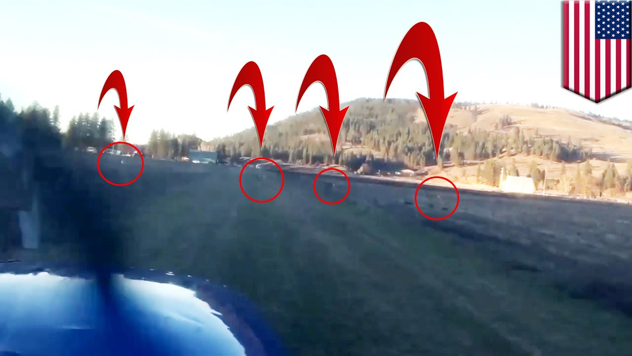 Deer vs Airplane Cessna 182 hits deer on runway in Washington in dramatic video TomoNews