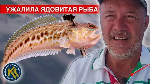 УЖАЛИЛА ЯДОВИТАЯ РЫБА в руку. Что Делать Если Вас Уколол Морской Дракон | КАПИТАН КОСТЯ