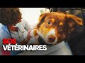 Urgences vtrinaires  dans le quotidien des sauveteurs animalier  documentaire complet  amp