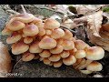 Как мариновать зимние грибы-фламмулину/ маринованные зимние опята