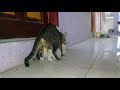 Kucing belang kawin | pagi" udah kawin ini kucing