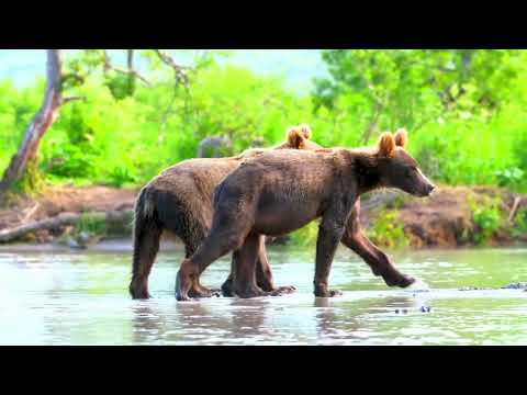 Incredible Wildlife In Stunning 16K HDR 120fps Dolby Vision