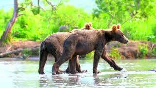 Incredible Wildlife in Stunning 16K HDR 120fps Dolby Vision