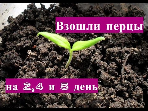 сколько дней всходят перцы после посева. на какой день после рассады всходят перцы. через сколько всходит рассада перца. через сколько дней взойдет перец. сроки всхожести семян томатов после посева.