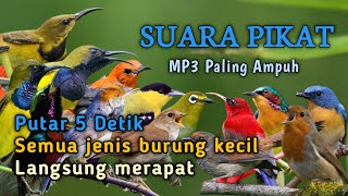 SUARA PIKAT SEMUA JENIS BURUNG KECIL PALING AMPUH 