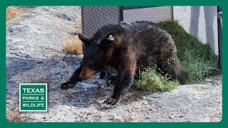 PBS Trailer - Bear Release, Restoring Prairies & Plains Playas by Texas Parks and Wildlife 458 views 1 month ago 36 seconds