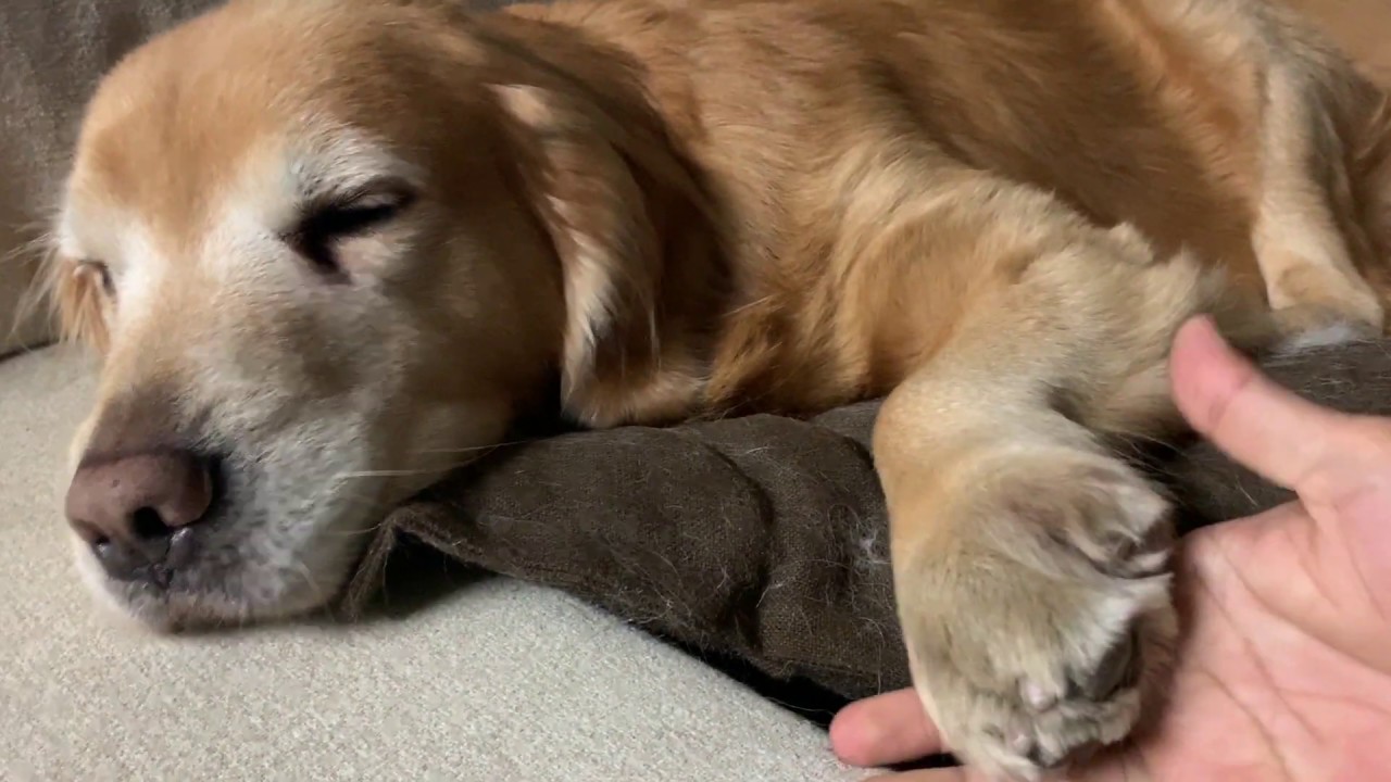 3ヶ月のゴールンレトリバーの手のサイズがやばい Youtube 3ヶ月のゴールンレトリバーの手のサイズがやばい Youtube