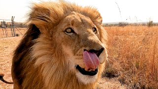 Wild Lion meets the CATNIP KING | The Lion Whisperer