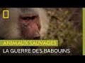 Quand 800 babouins se retrouvent, c&#39;est le chaos