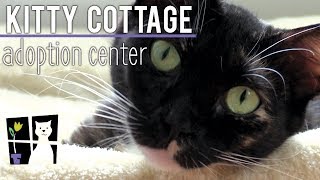 Kitty Cottage Adoption Center